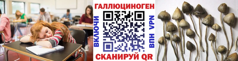 Псилоцибиновые грибы Psilocybe  Новохопёрск 